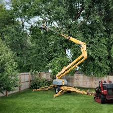 Trusted Boonville, MO Tree Services Experts