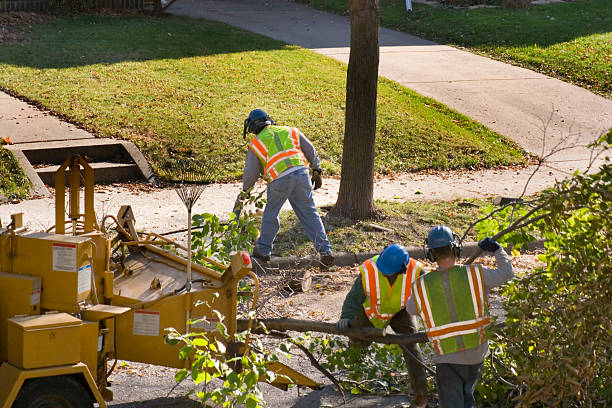 How Our Tree Care Process Works  in Boonville, MO